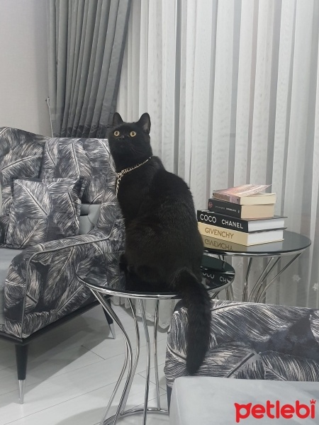 British Shorthair, Kedi  mia fotoğrafı