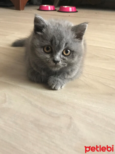 British Shorthair, Kedi  Mocha fotoğrafı