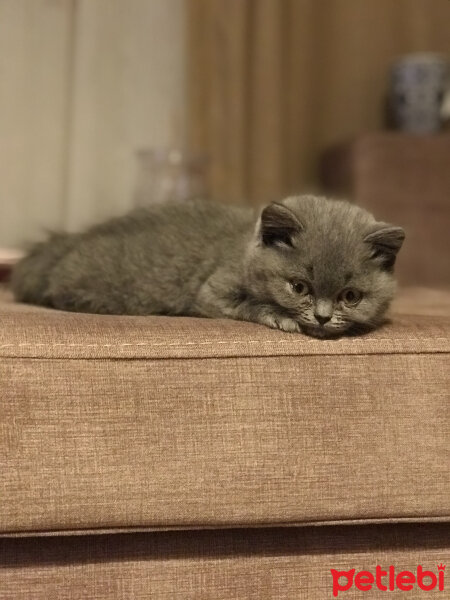 British Shorthair, Kedi  Mocha fotoğrafı