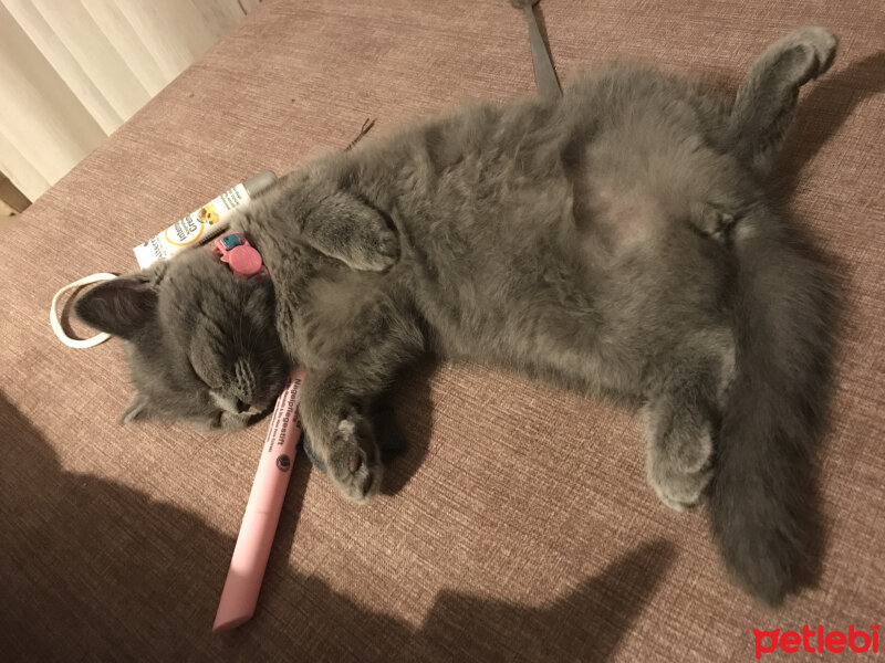 British Shorthair, Kedi  Mocha fotoğrafı