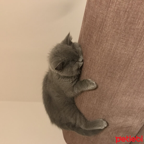 British Shorthair, Kedi  Mocha fotoğrafı