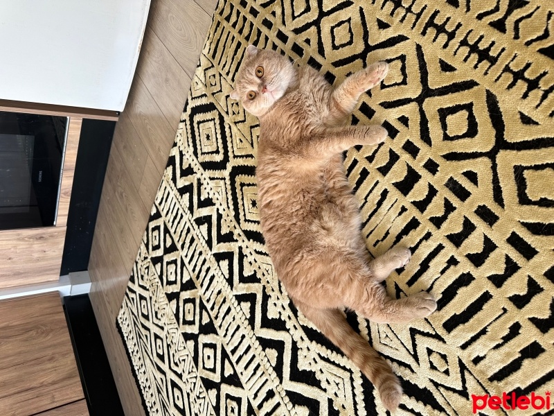 Scottish Fold, Kedi  Lokum fotoğrafı