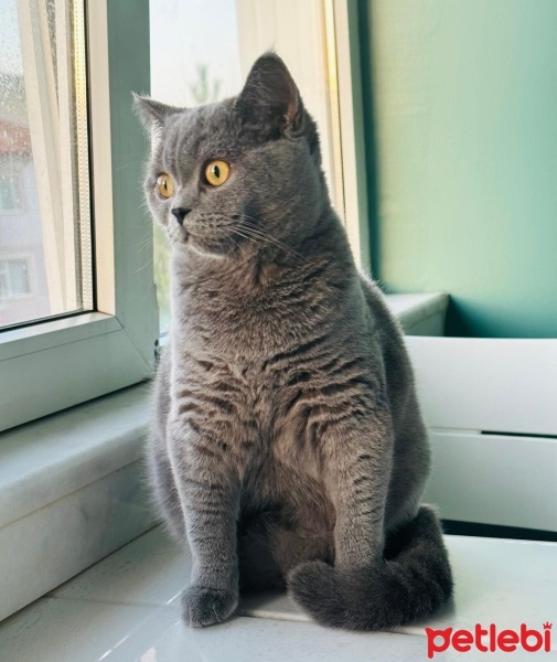 British Shorthair, Kedi  Chetos fotoğrafı