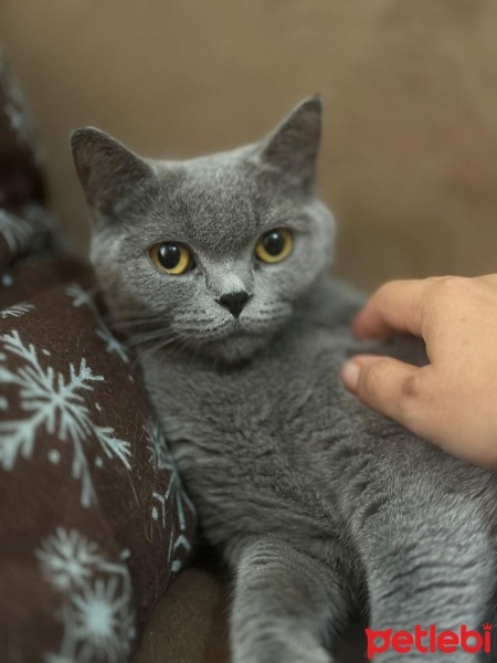 British Shorthair, Kedi  Chetos fotoğrafı