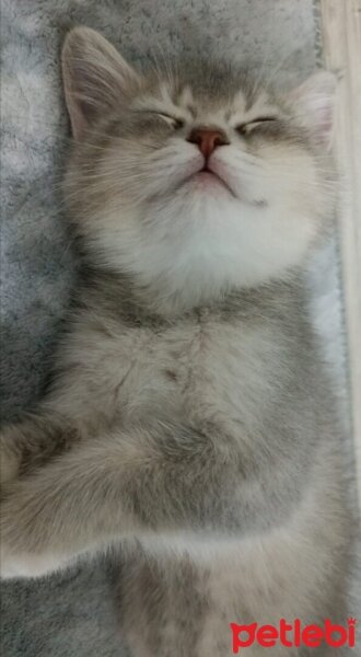 British Shorthair, Kedi  Bella fotoğrafı