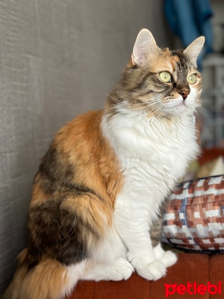 Tekir Kedi, Kedi  Arwen fotoğrafı