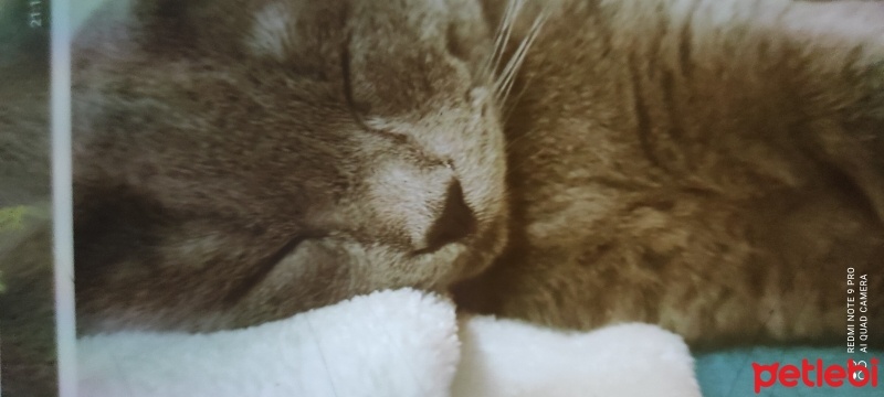British Shorthair, Kedi  Rokko fotoğrafı
