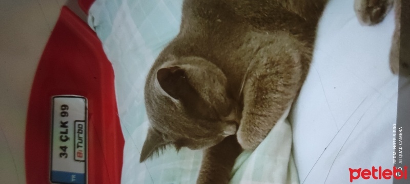 British Shorthair, Kedi  Rokko fotoğrafı