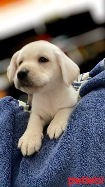 Labrador Retriever, Köpek  Luffy fotoğrafı