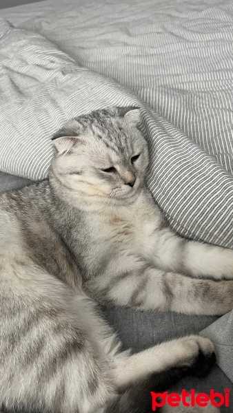 Scottish Fold, Kedi  Missha fotoğrafı