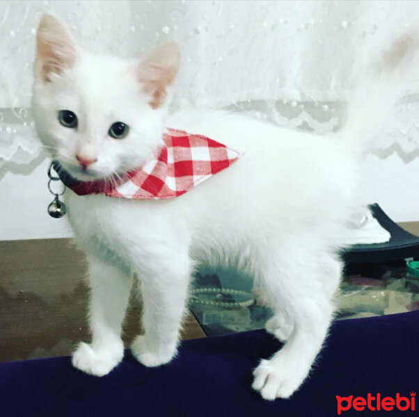 Ankara Kedisi, Kedi  lokum fotoğrafı