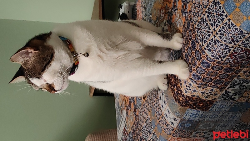 Tekir Kedi, Kedi  Freya fotoğrafı