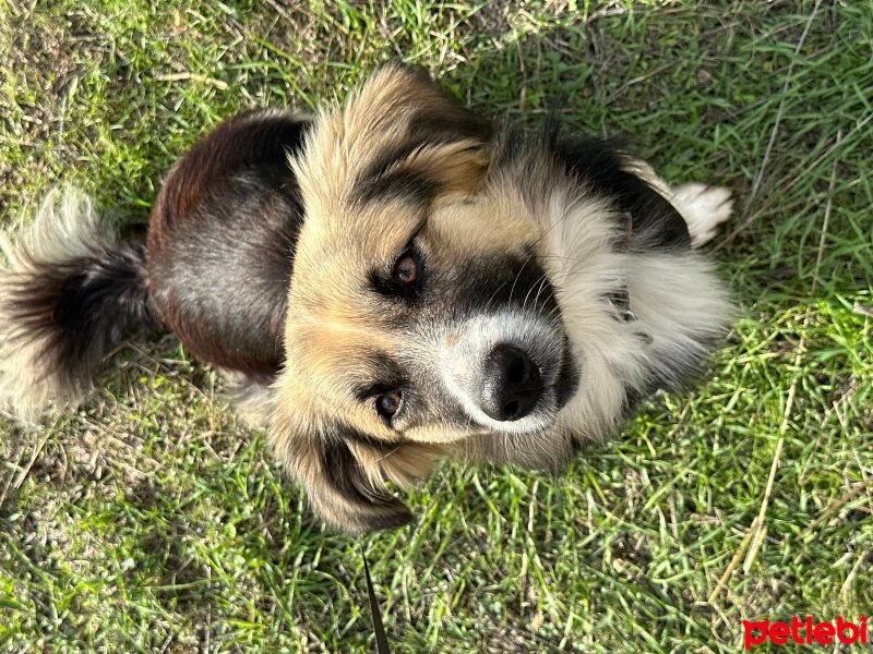 Border Collie, Köpek  Çakıl fotoğrafı