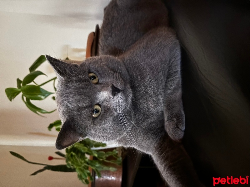 British Shorthair, Kedi  Duman fotoğrafı