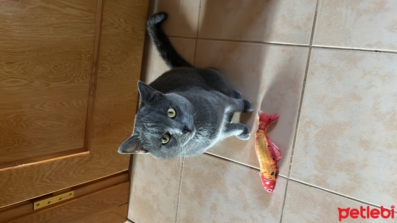 British Shorthair, Kedi  Duman fotoğrafı