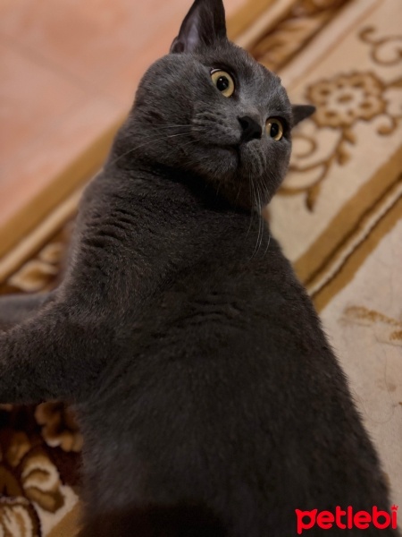 British Shorthair, Kedi  Duman fotoğrafı