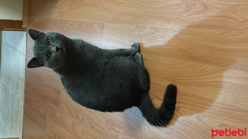 British Shorthair, Kedi  Duman fotoğrafı
