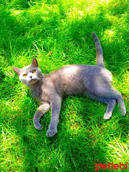 British Shorthair, Kedi  Duman fotoğrafı