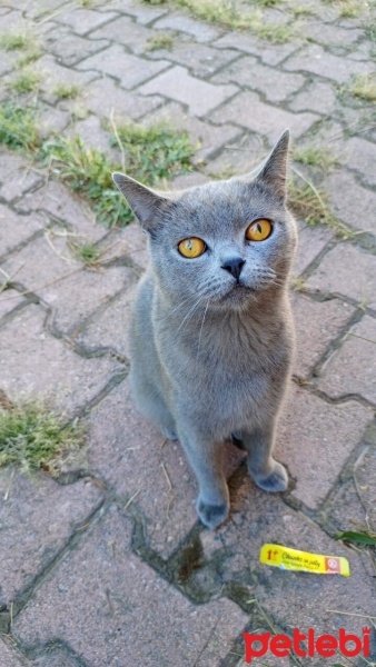 British Shorthair, Kedi  Duman fotoğrafı