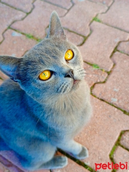 British Shorthair, Kedi  Duman fotoğrafı