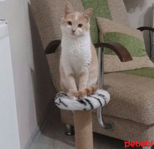 Tekir Kedi, Kedi  Tarçın fotoğrafı