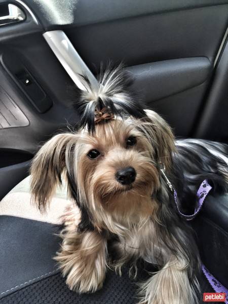 Yorkshire Terrier, Köpek  Louie fotoğrafı