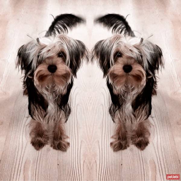 Yorkshire Terrier, Köpek  Louie fotoğrafı