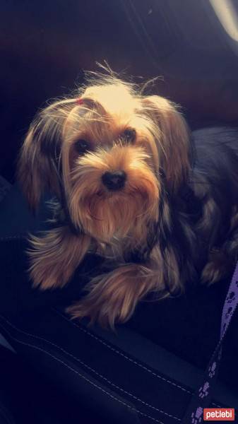 Yorkshire Terrier, Köpek  Louie fotoğrafı