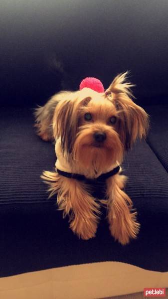 Yorkshire Terrier, Köpek  Louie fotoğrafı