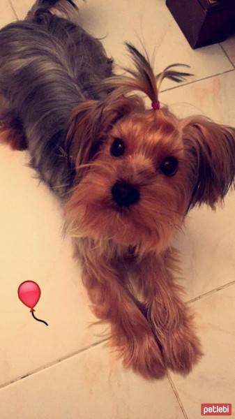 Yorkshire Terrier, Köpek  Louie fotoğrafı