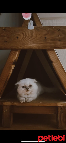 British Longhair, Kedi  Bambam fotoğrafı