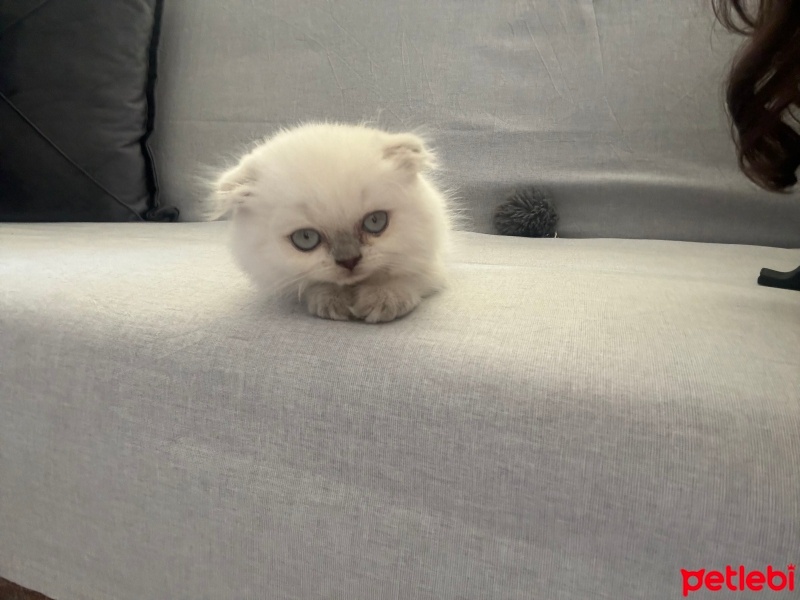 British Longhair, Kedi  Bambam fotoğrafı