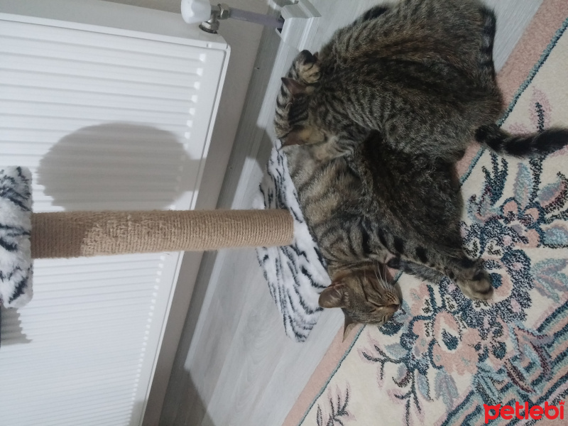 Tekir Kedi, Kedi  Sürmeli fotoğrafı