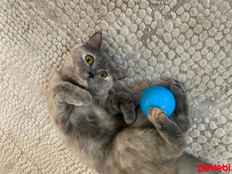 British Shorthair, Kedi  Liva fotoğrafı
