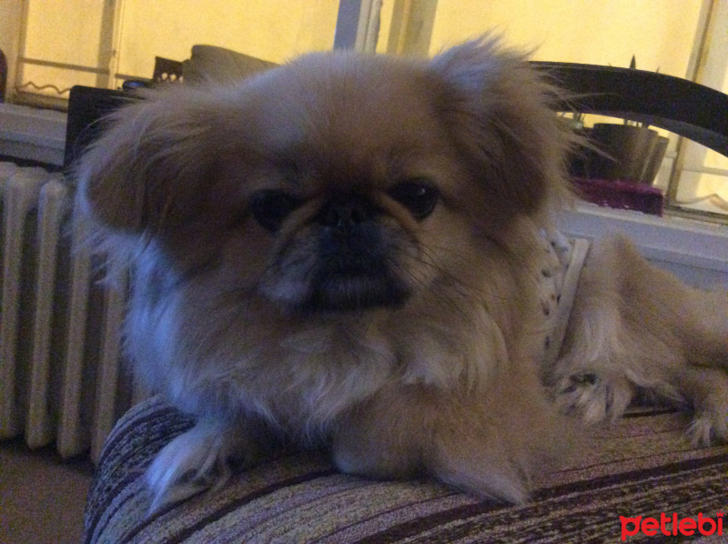 Pekingese, Köpek  Bety fotoğrafı