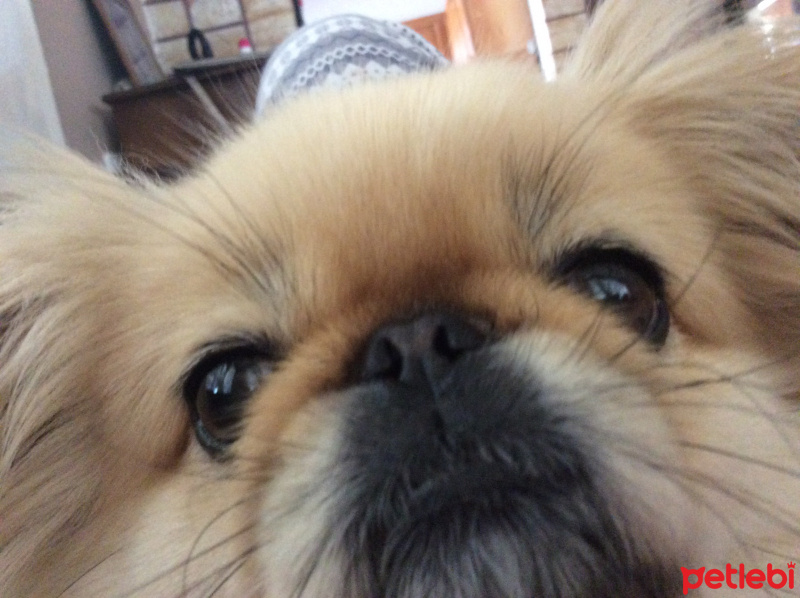 Pekingese, Köpek  Bety fotoğrafı