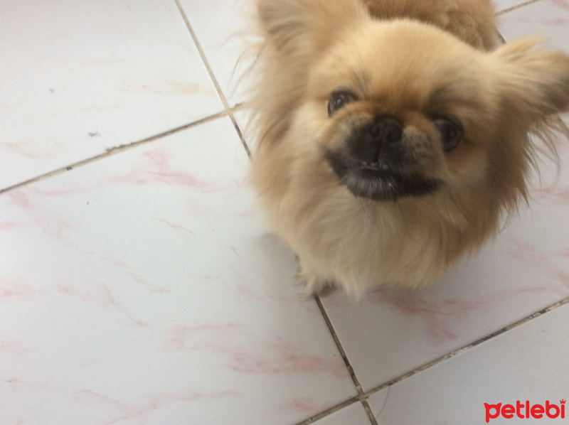 Pekingese, Köpek  Bety fotoğrafı