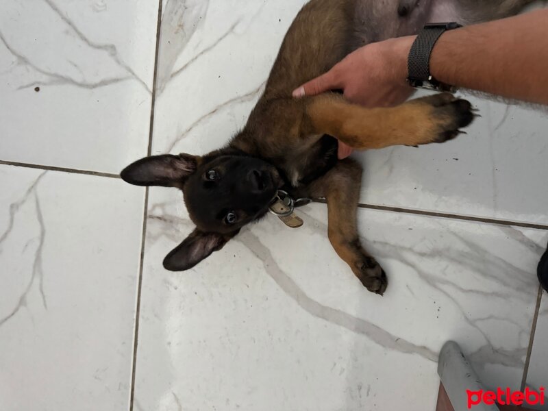 Belçika Malinois, Köpek  Ateş fotoğrafı