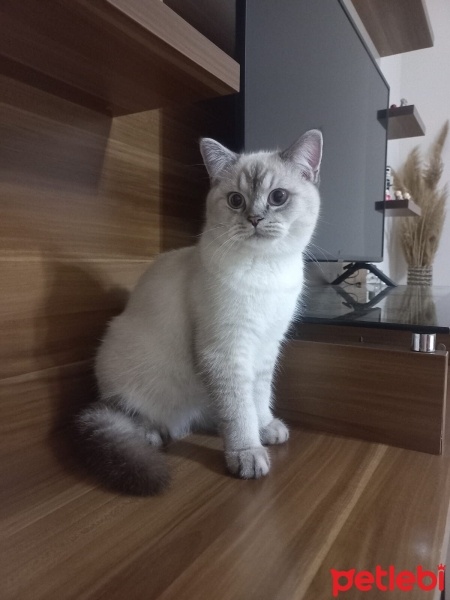 British Shorthair, Kedi  Maviş fotoğrafı