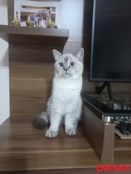 British Shorthair, Kedi  Maviş fotoğrafı