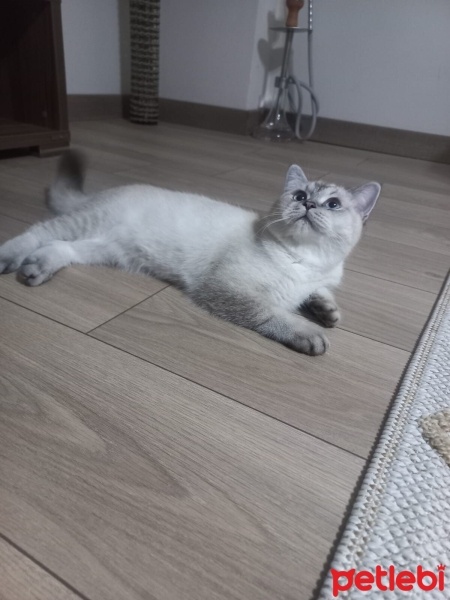 British Shorthair, Kedi  Maviş fotoğrafı