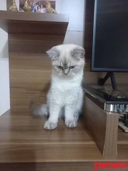 British Shorthair, Kedi  Maviş fotoğrafı
