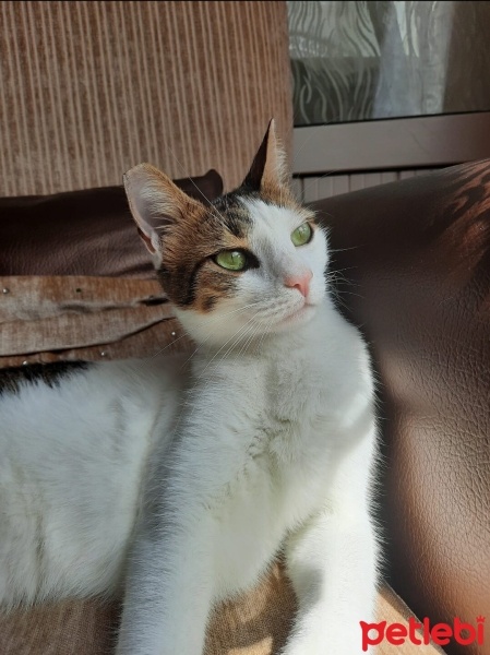 Tekir Kedi, Kedi  Bihter fotoğrafı
