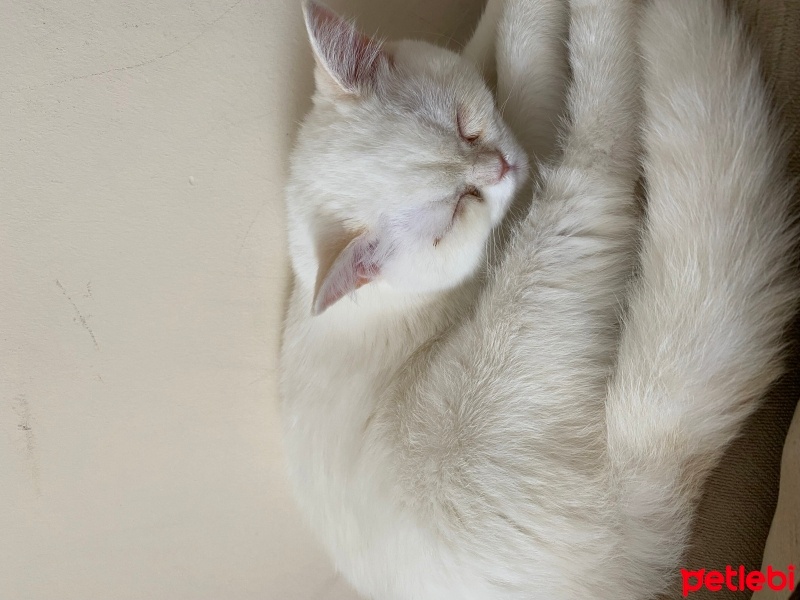 British Shorthair, Kedi  Pamuk fotoğrafı