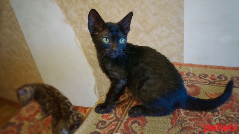 Bengal, Kedi  Leon fotoğrafı