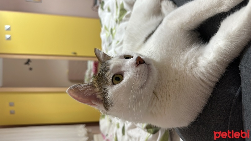 Tekir Kedi, Kedi  Pamuk fotoğrafı
