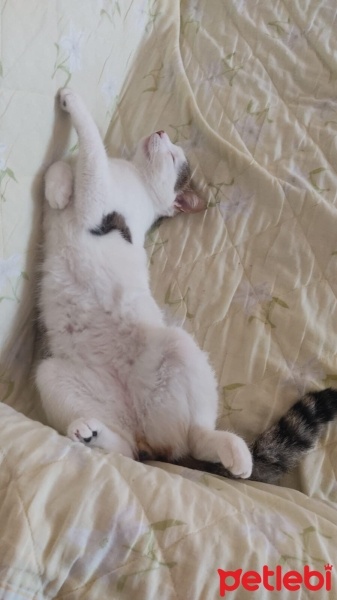 Tekir Kedi, Kedi  Pamuk fotoğrafı