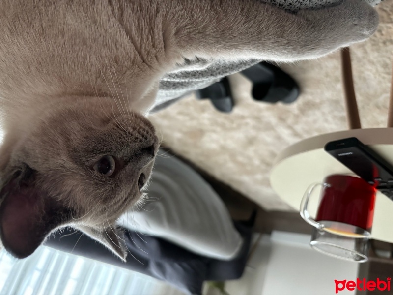British Shorthair, Kedi  Luna fotoğrafı