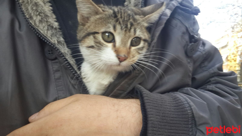 Tekir Kedi, Kedi  Rıfkı fotoğrafı