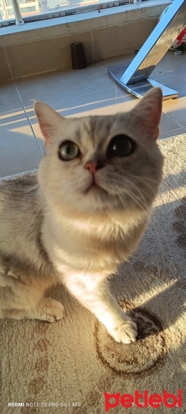 British Shorthair, Kedi  Prens fotoğrafı